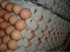 Farm Fresh Chicken Eggs , Table Eggs, Poultry Products