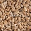 feed wheat for animals for hot sale with good price