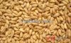 wheat for human consumption at good price