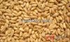 soft wheat for human consumption of Ukraine origin