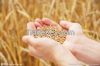 soft wheat for human consumption of Ukraine origin