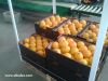 Orange ( Navel - Valen...