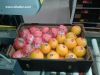 Orange ( Navel - Valen...