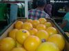 Orange ( Navel - Valen...
