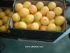 Orange ( Navel - Valen...
