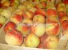 Fresh South Africa Fruit 15kg carton Peaches, Apricot, Pears, Avocado, Mango, Pineapple, Water Melon, Oranges Valencia, Fruit grape exporters