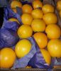 Fresh South Africa Fruit 15kg carton Peaches, Apricot, Pears, Avocado, Mango, Pineapple, Water Melon, Oranges Valencia, Fruit grape exporters