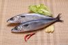 Sea food new mackerel loin (mackerel fillet skinless)