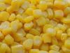Yellow Corn for Animal...