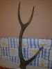 Deer Antlers at throw away price