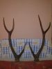 Deer Antlers at throw away price