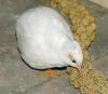 Button Quail