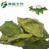 Natrual Mulberry leaf Extract (Powder)
