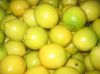 Fresh Eureka Lemon ( Adalia - Verna - green lime )