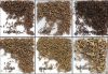 Top Quality Caraway Seeds,Cumin Seeds,Black Cumin Seeds, Anise Seeds,Ajwain Seeds,Fennel Seeds Available In Bulk