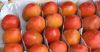 Fresh Sharon Fruits /Kaki Persimmon 