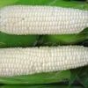 White maize