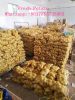 China new seaason fresh potato, yellow potato export