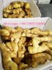 China fresh ginger 200g/250g, yellow ginger low price offer