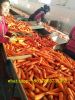 China fresh carrot 150...
