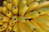 ECUADORIAN CAVENDISH BANANAS