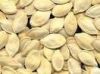 Pumpkin seed