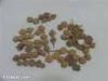 Acacia nilotica seeds