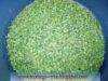 Moringa
