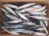 Frozen Mackerel For Sell