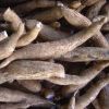 Cassava