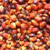 Palm Oil