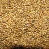 Millet