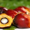 Palm Kernel
