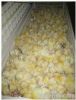 Holding 264 Eggs Best Price Digital Egg Incubator on Big Sale(KP-5)