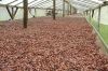 High Quality Dried Raw Cocoa Beans for Sale 