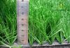 Professional Socce Artificial grass 50mm flat monofilament grass