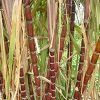 Sugar Cane