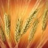 Food Grains