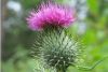 natural 70%, 80%  Sily...