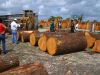 Timber, round logs, Azobe, Bilinga, Pachyloba, Padouk, Sapelli, Tali, Teak, Wenge in bulk.