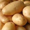 Fresh  Potatoes