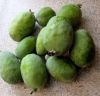  Fresh guava  for sale