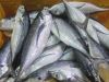 High Quality Frozen Horse Mackerel /Pacific/Pacific ocean Mackerel fish for sale