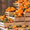 Fresh Tangerine Fruit Cheap Price from Netherland