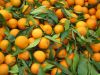 Fresh Valencia Orange/ Fresh Oranges/ Valencia and Navel Fresh Orange 
