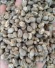 Green Bean Arabica Sin...