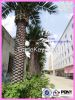 2014 China supplier new product outdoor decorative artificial tree , artificial date palm tree