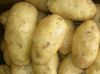 Fresh potato( Gronola,...