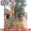 Mangrove Acacia Wood Charcoal Lump