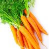 Fresh Carrot